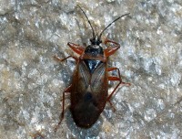 HETEROPTERA: CHIAVI DICOTOMICHE